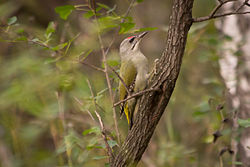 Picus canus