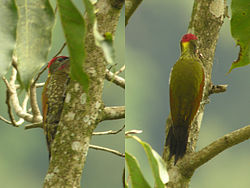 Picus chlorolophus