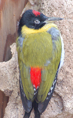 Picus erythropygius