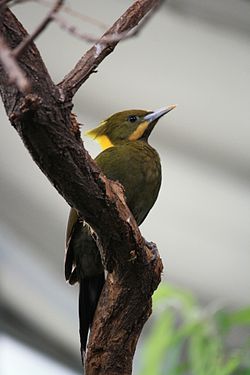 Picus flavinucha