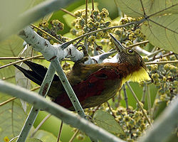 Picus mentalis