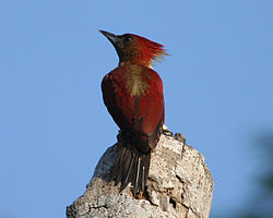 Picus miniaceus