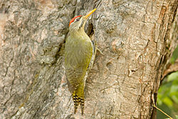 Picus squamatus