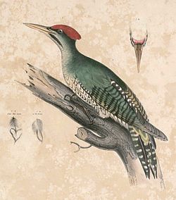 Picus viridanus