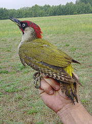 Picus viridis