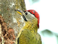 Picus vittatus