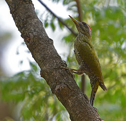 Picus xanthopygaeus