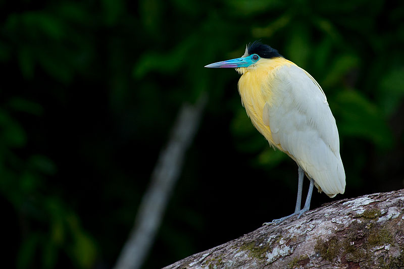 Pilherodius pileatus