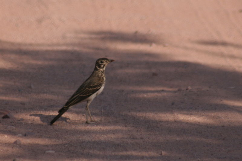 Pinarocorys nigricans