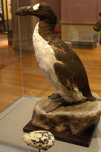 Pinguinus impennis