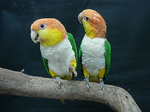 Pionites leucogaster