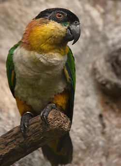 Pionites melanocephalus