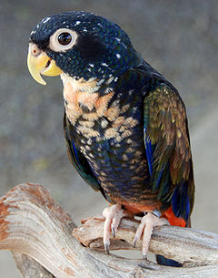 Pionus chalcopterus