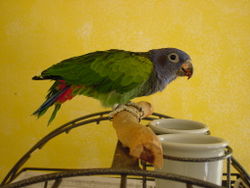 Pionus menstruus