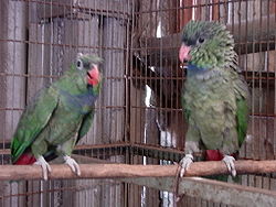 Pionus sordidus