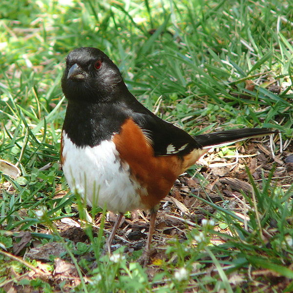Pipilo erythrophthalmus