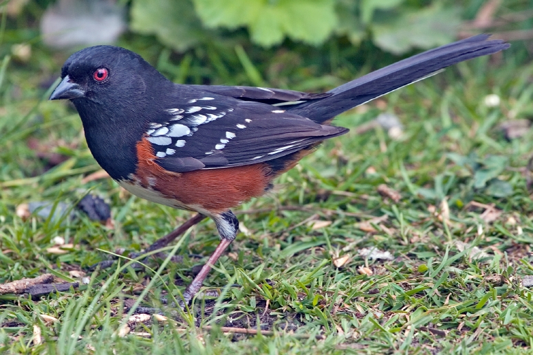 Pipilo maculatus