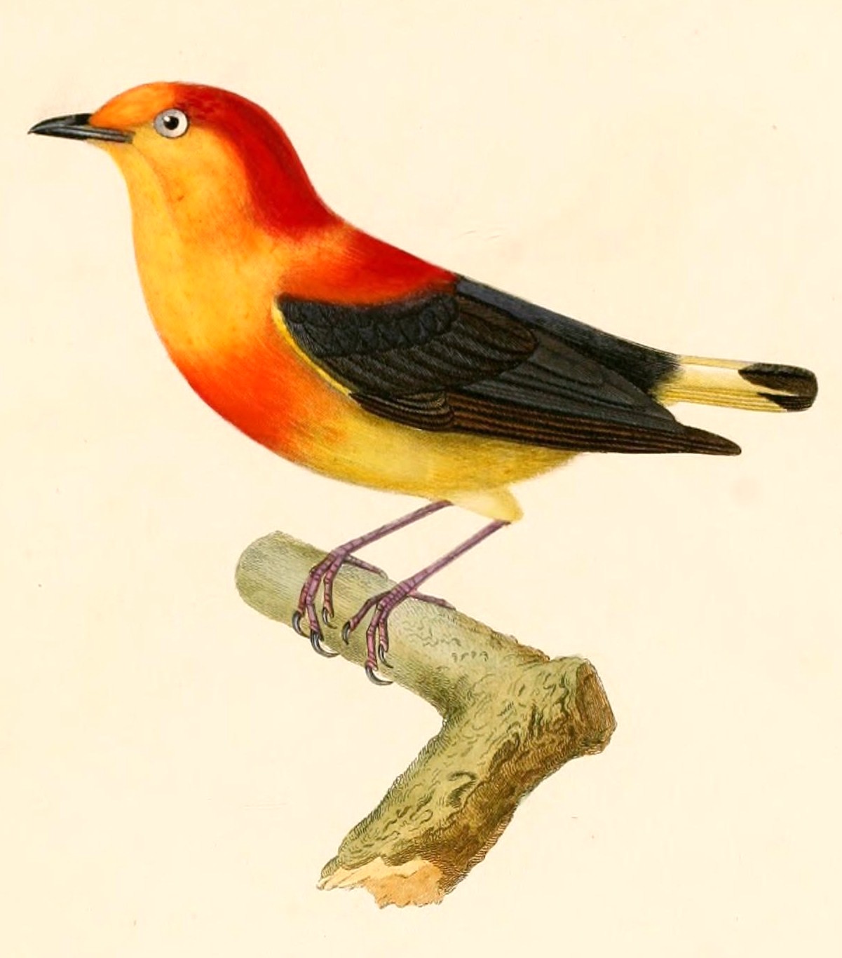 Pipra fasciicauda