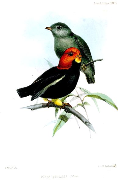 Pipra mentalis
