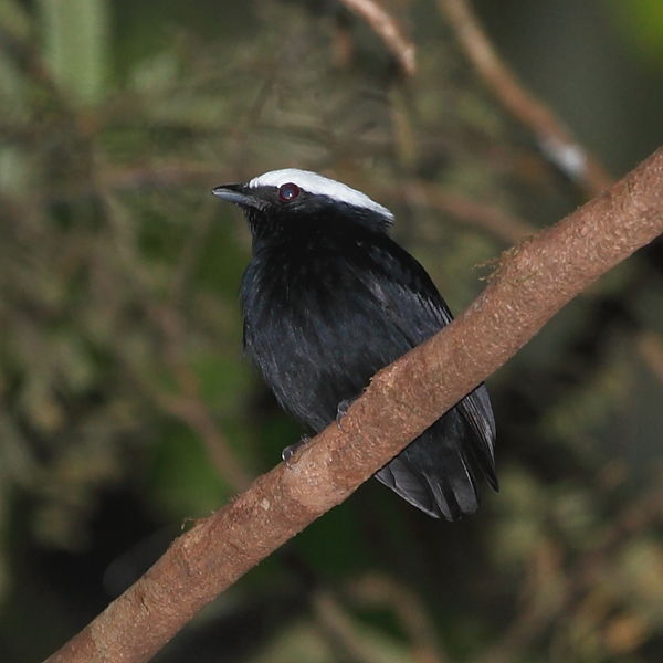 Pipra pipra