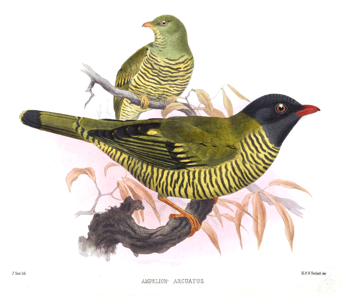 Pipreola arcuata