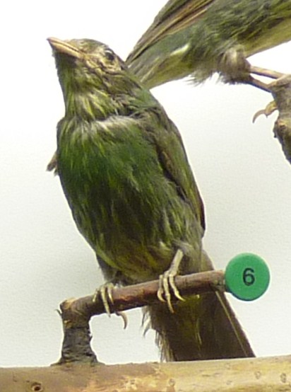 Pipreola aureopectus