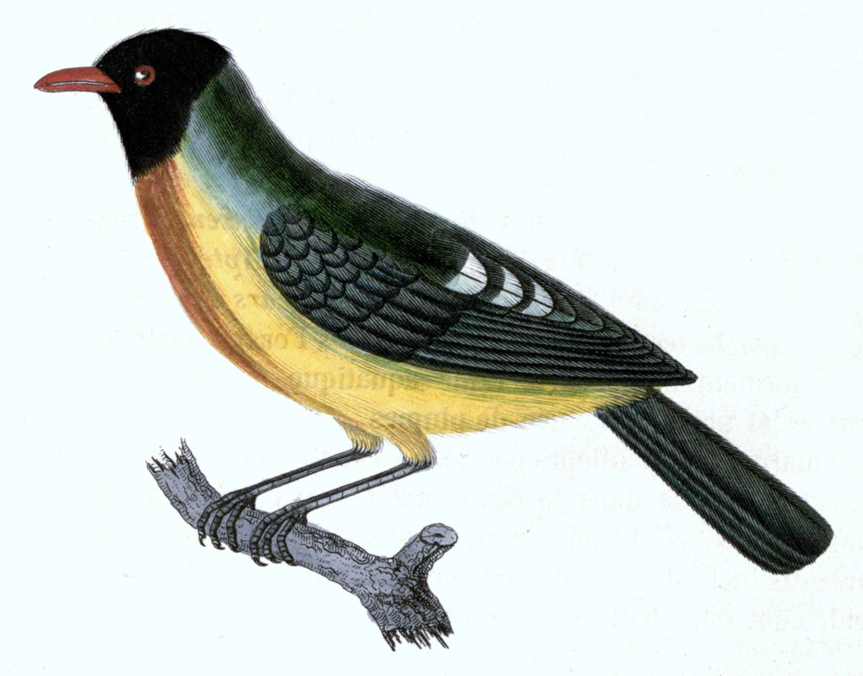 Pipreola formosa