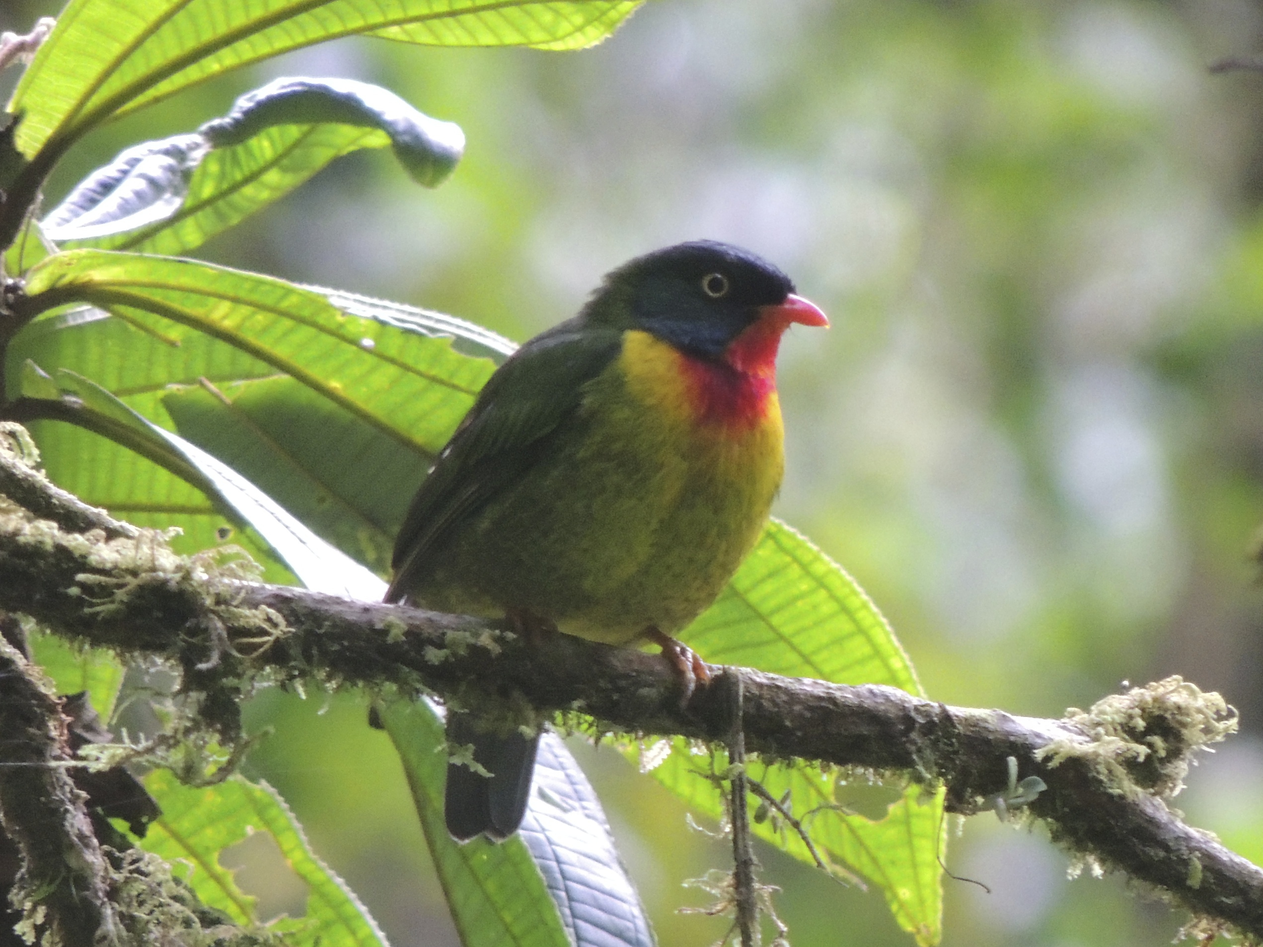 Pipreola frontalis