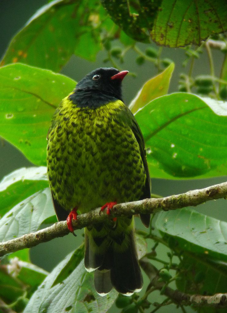 Pipreola intermedia