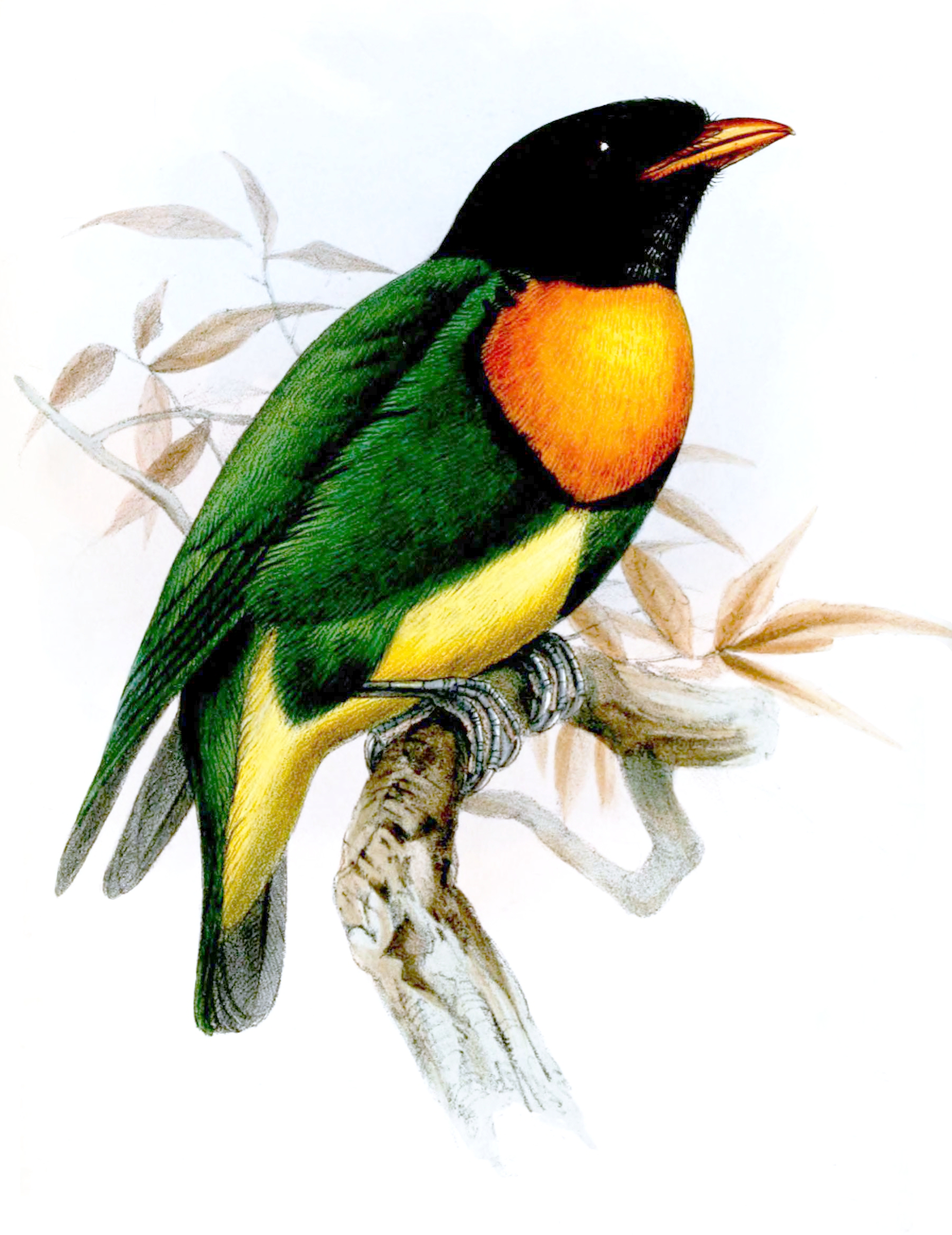 Pipreola jucunda