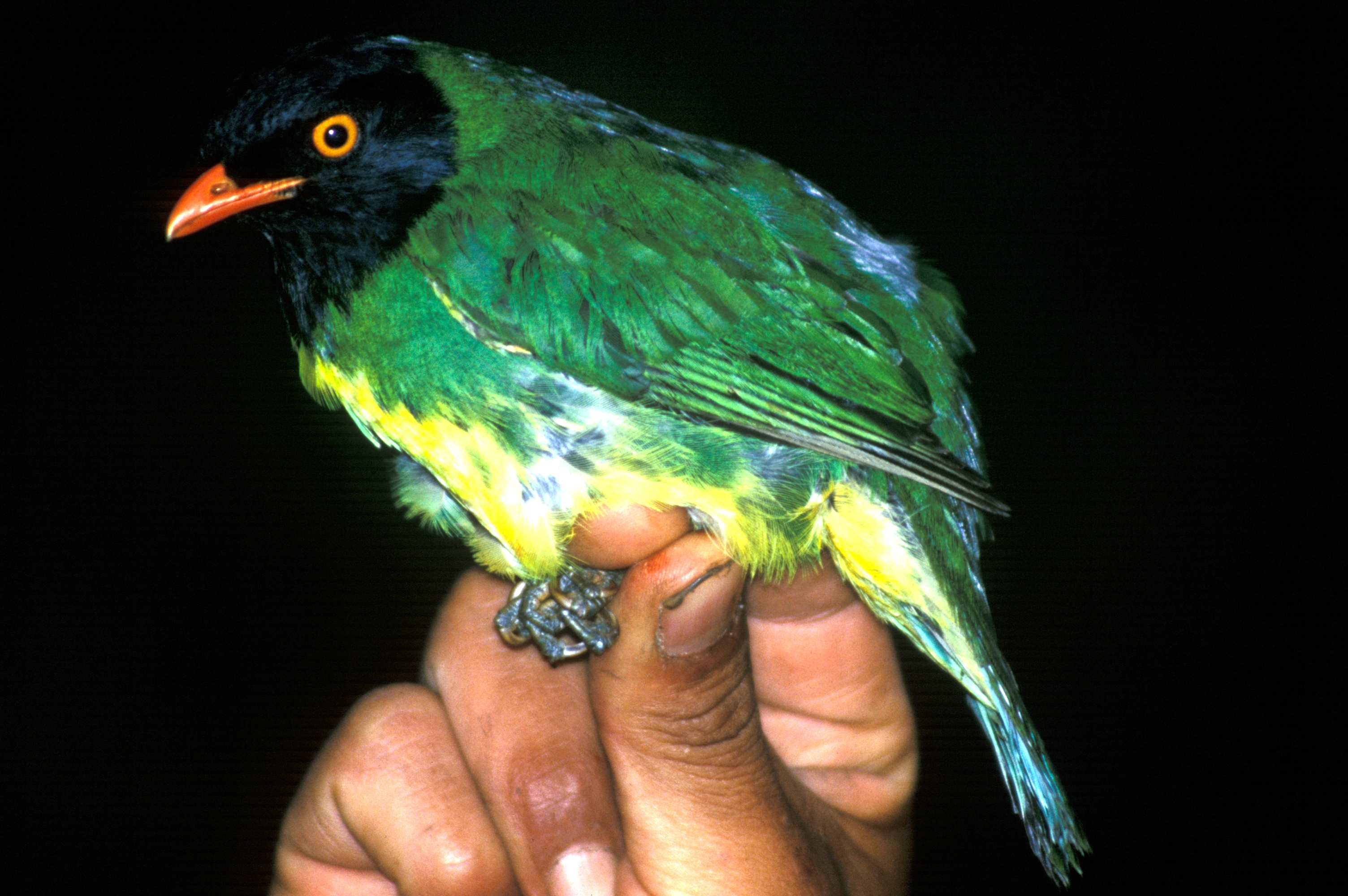 Pipreola lubomirskii