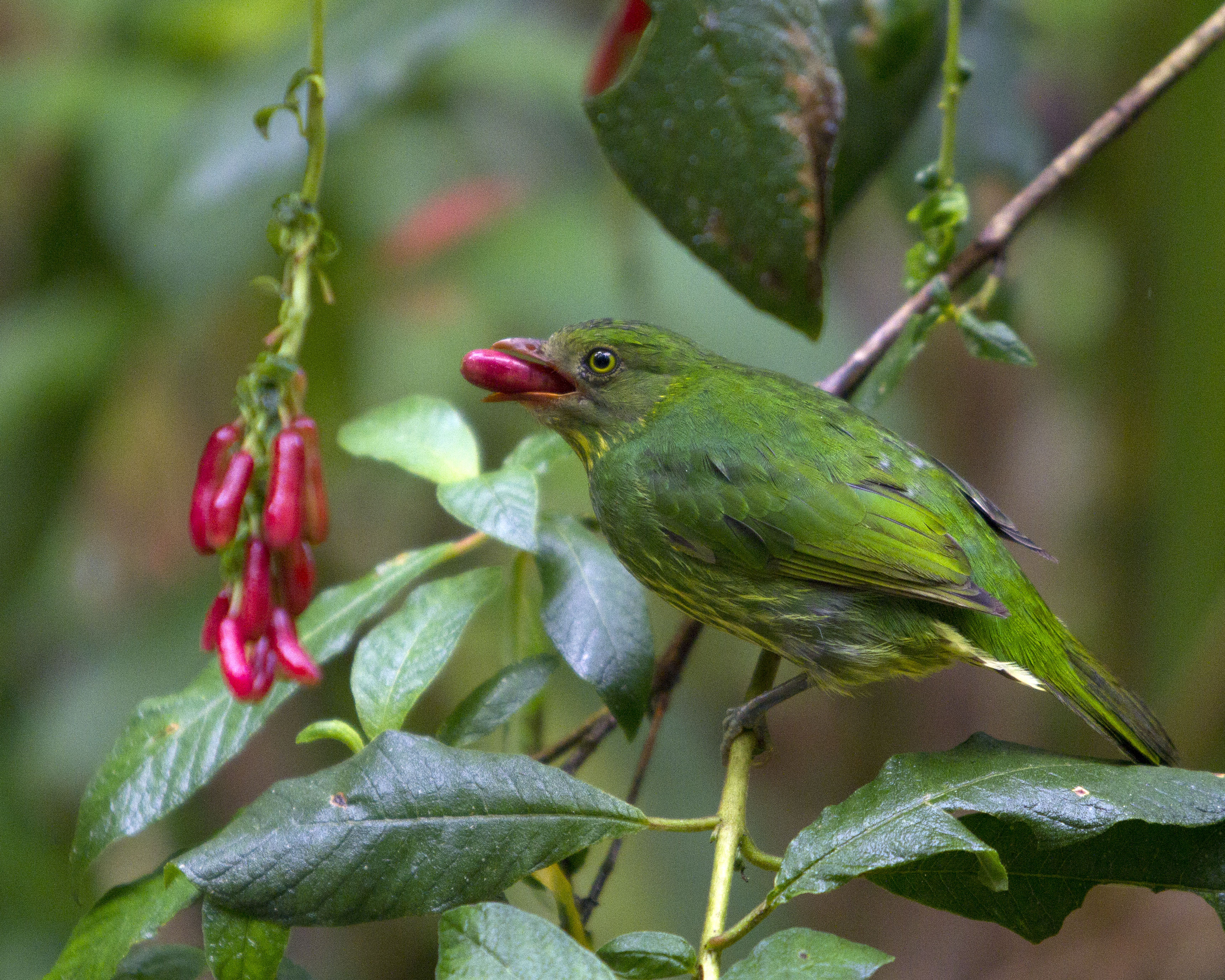 Pipreola pulchra