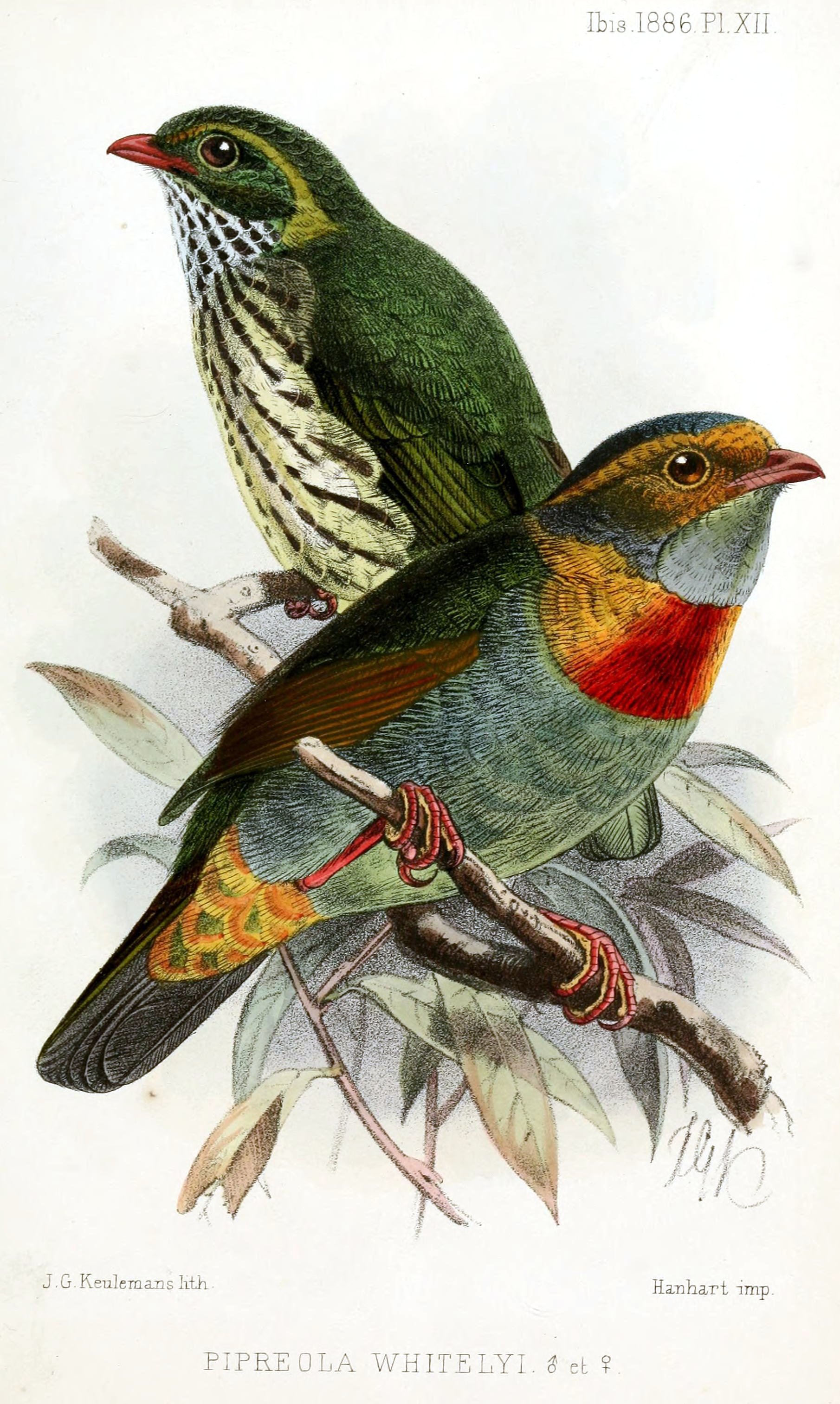 Pipreola whitelyi