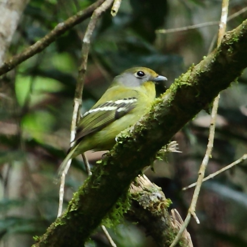 Piprites chloris