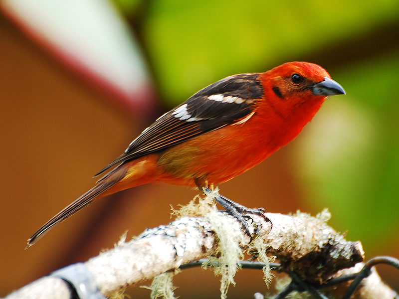Piranga bidentata