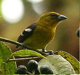 Piranga leucoptera