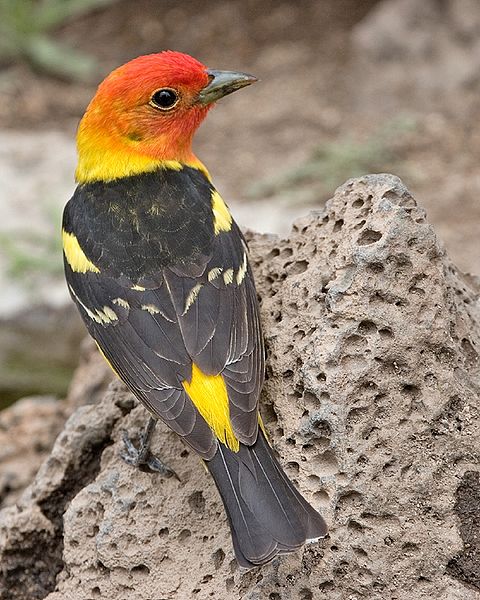 Piranga ludoviciana