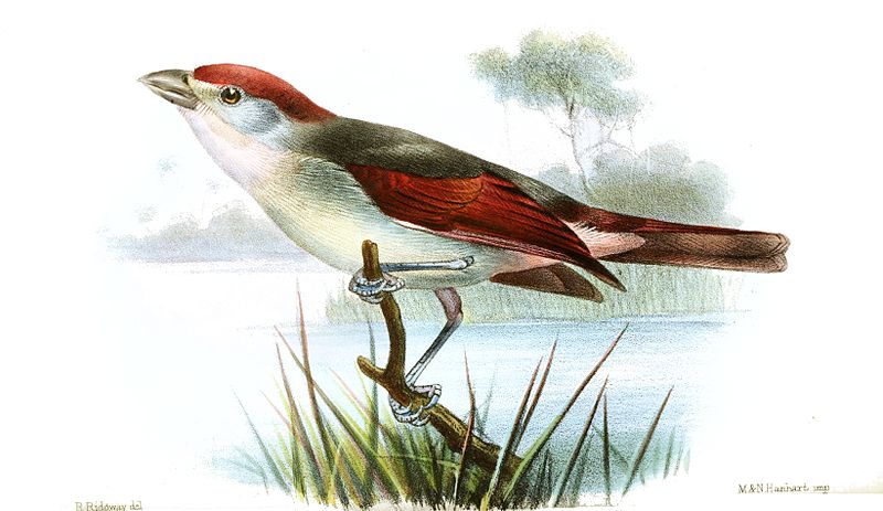 Piranga roseogularis