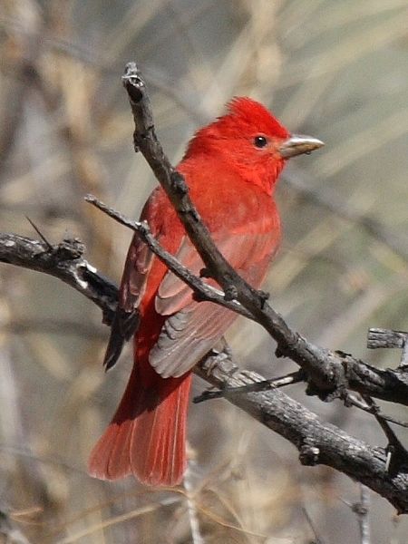 Piranga rubra