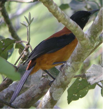 Pitohui dichrous