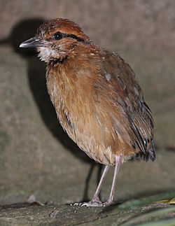 Pitta caerulea