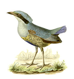 Pitta elliotii