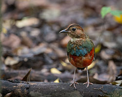 Pitta erythrogaster