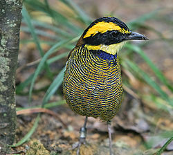 Pitta guajana