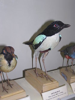Pitta maxima