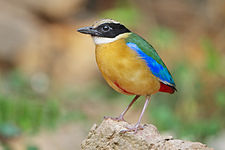 Pitta moluccensis