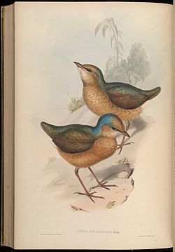 Pitta nipalensis