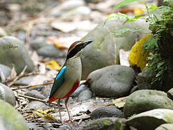 Pitta nympha