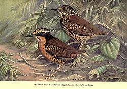 Pitta phayrei