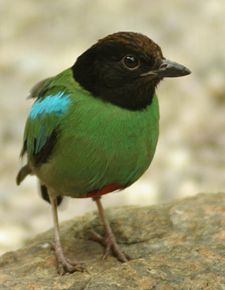 Pitta sordida